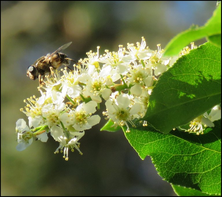 interesting pollinator on chokecherry blossom.JPG