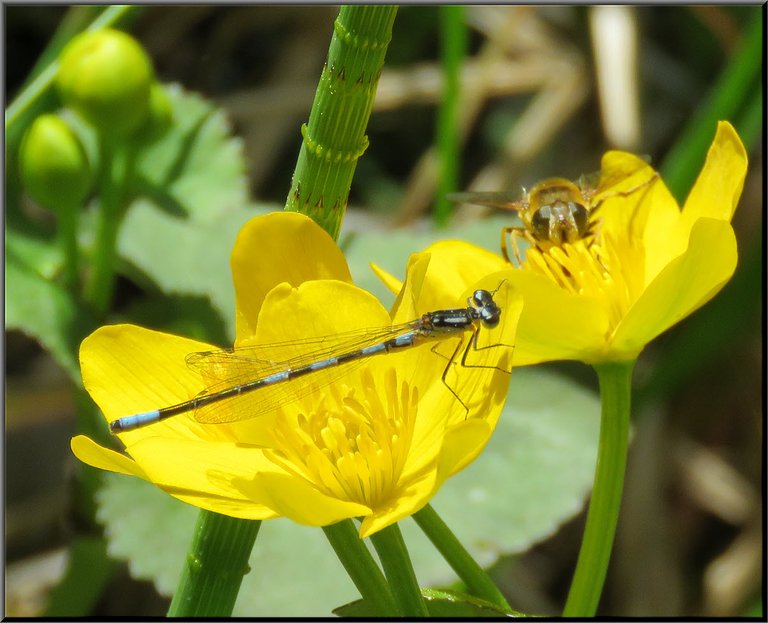 dansel fly and pollinator on marsh marigold blooms.JPG