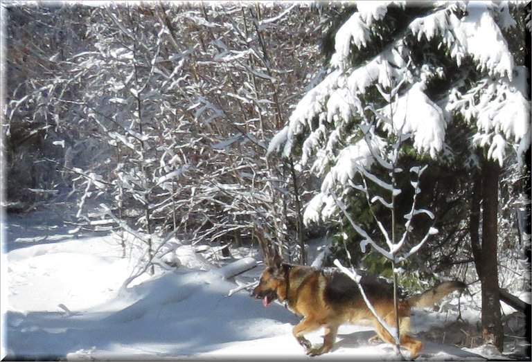Bruno running out of snowy bush.JPG