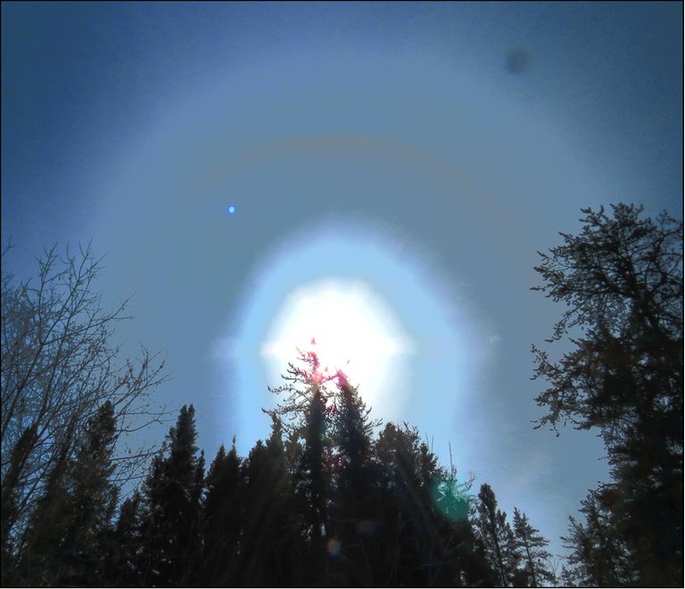 sun with rings on top of evergreen trees in blue filter.JPG