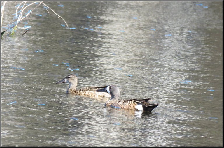 close up pair of spoonbill ducks.JPG