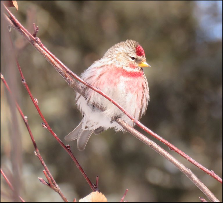 close up colorful redpoll sitting on branch.JPG