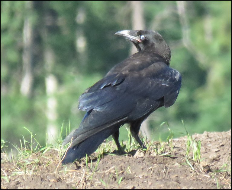 close up raven looking back over shoulder.JPG