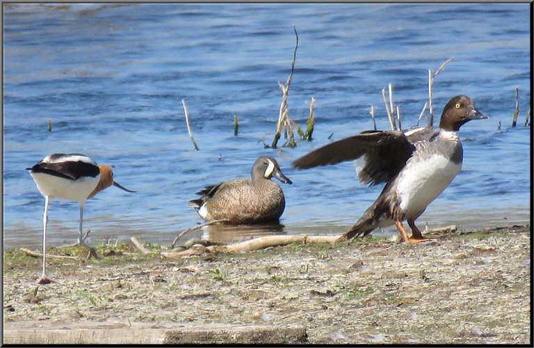 shorebird and 2 possible golden eye ducks coming onto sandbar 1 stretching wings.JPG