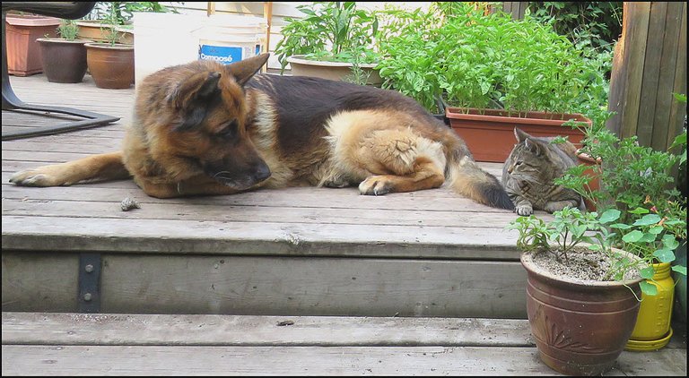 Bruno and JJ hanging out on deck.JPG