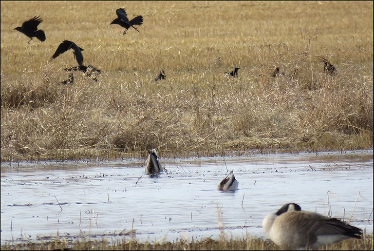 goose resting ducks feeding 3 ravens taking flight.JPG
