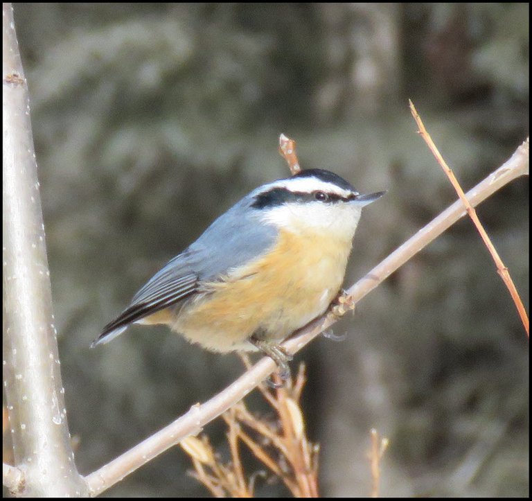 close up red breasted nuthatch on branch.JPG