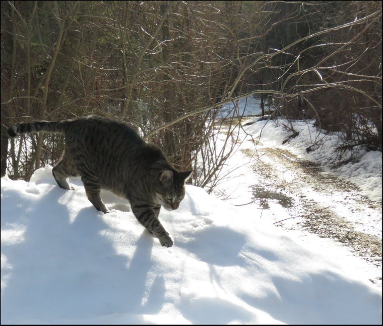 JJ walking down snowbank.JPG