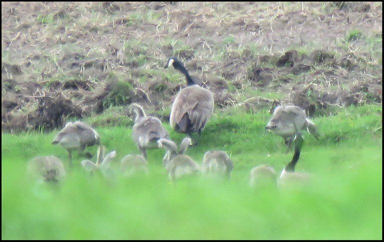 family of canada geeses coming out onto grass to feed 2 goslings stretching wings.JPG
