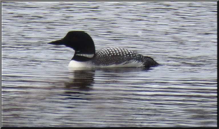 close up side view of loon.JPG
