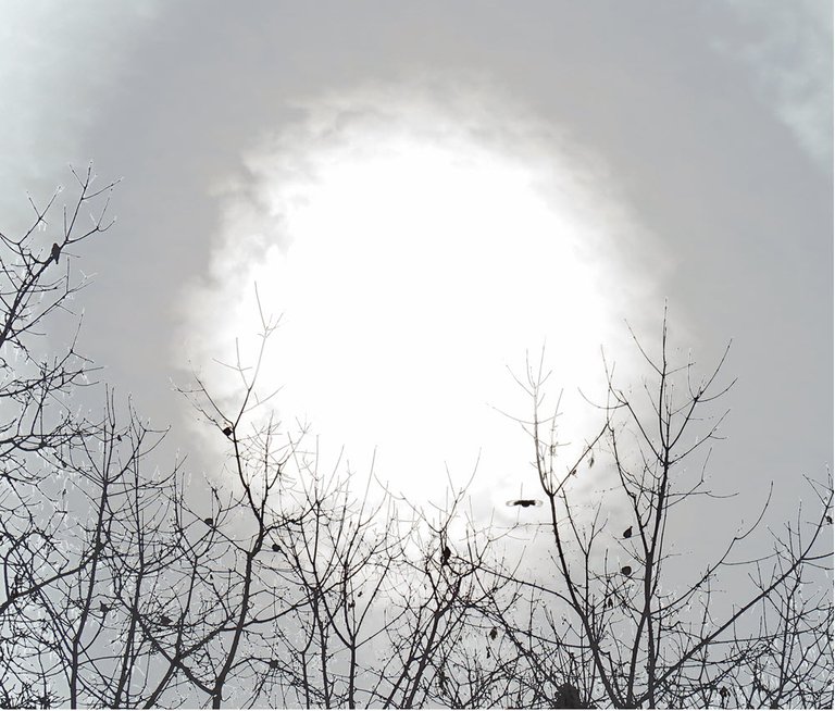 bird sihouettes in trees 1 flying into slightly clouded sun.JPG