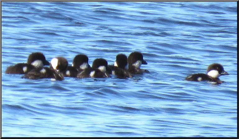 close up 7 ducklings swimming.JPG