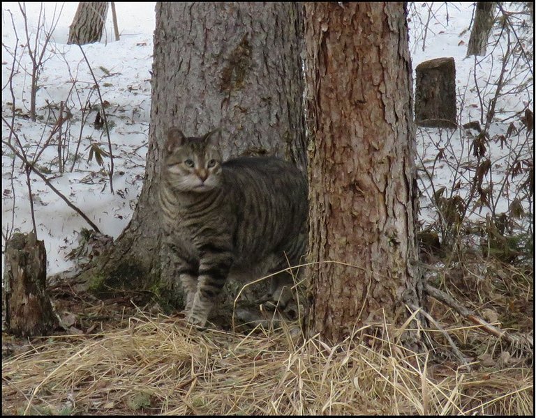 JJ by spruce tree trunks bare patch in snow.JPG