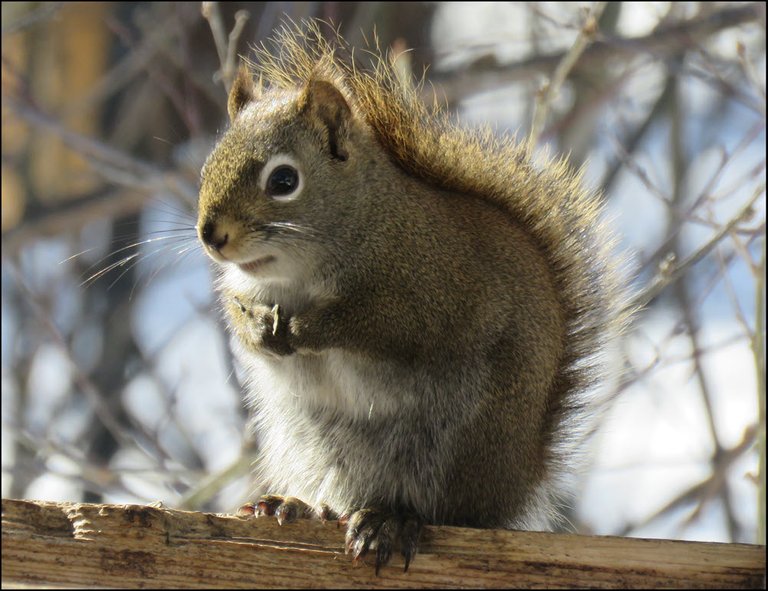squirrel standing on edge of feeder.JPG
