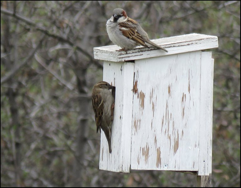 pair of sparrows on nesting box.JPG