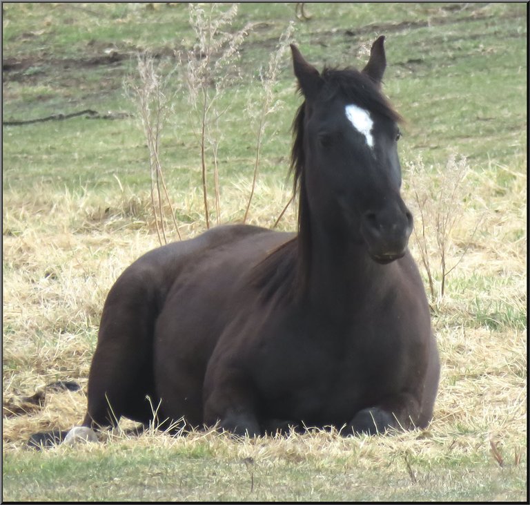 2 year old black horse lying in the grass.JPG