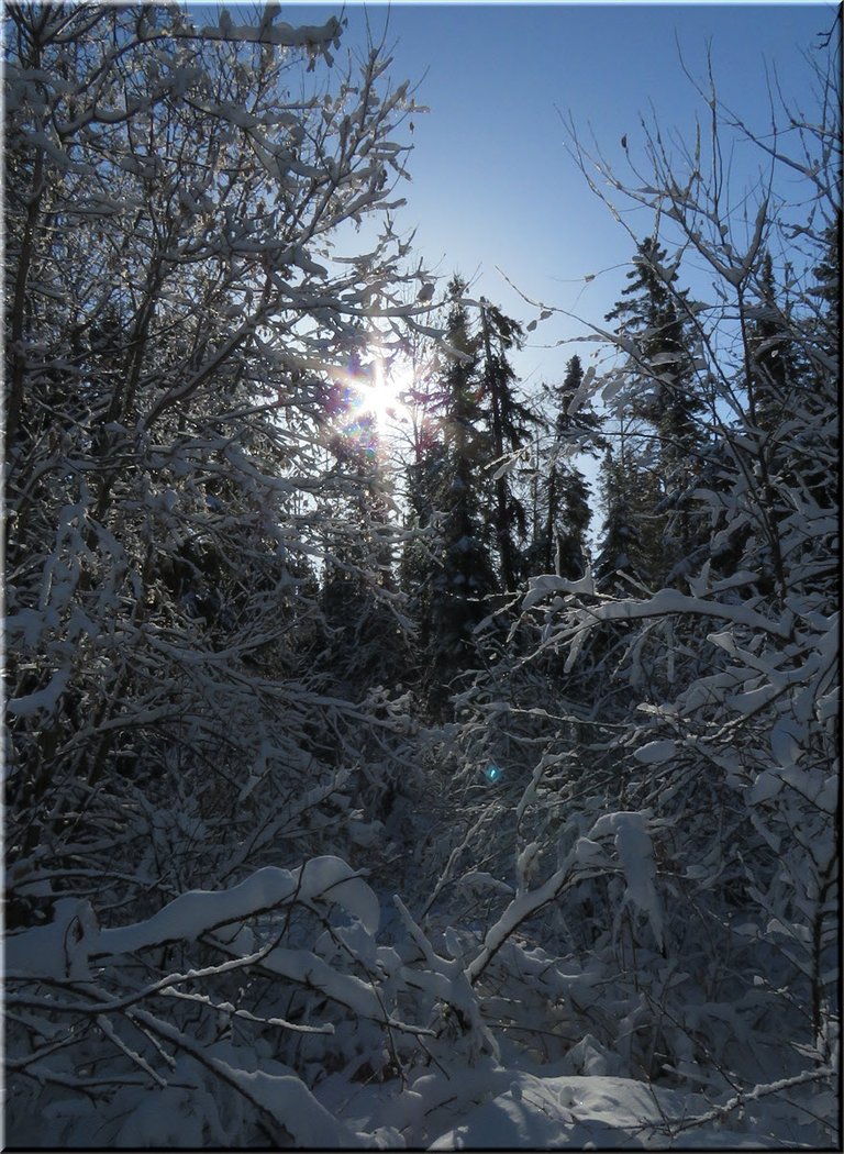 darker snowy scen with sun looking like a star shining thru trees.JPG