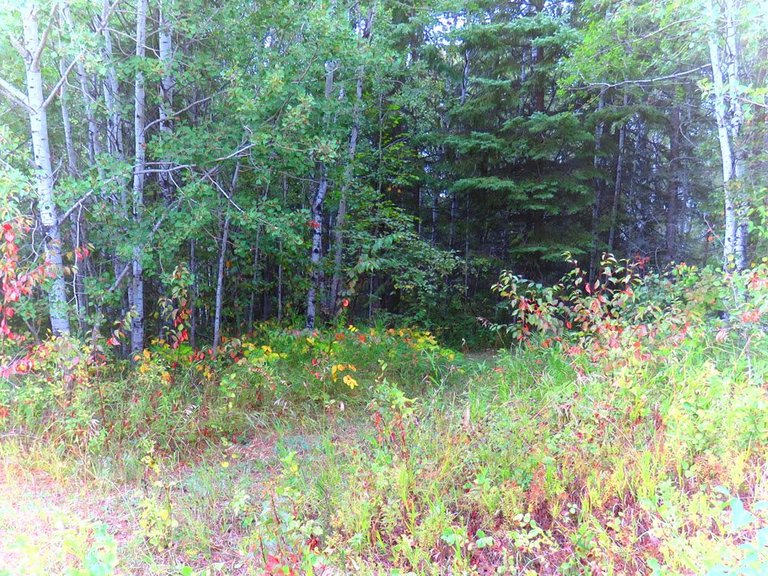 beginning color change in understory and bushes.JPG