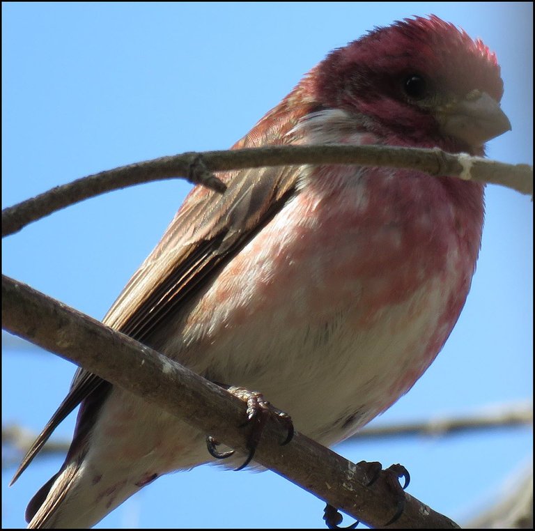 close up perhaps redpoll with lots of red.JPG