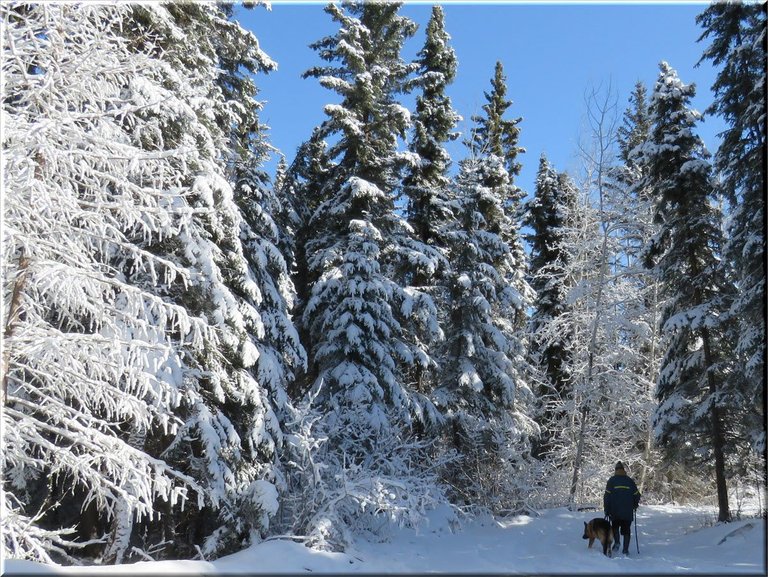 Don walking Bruno on  curve in lane with beautiful snow coved trees.JPG