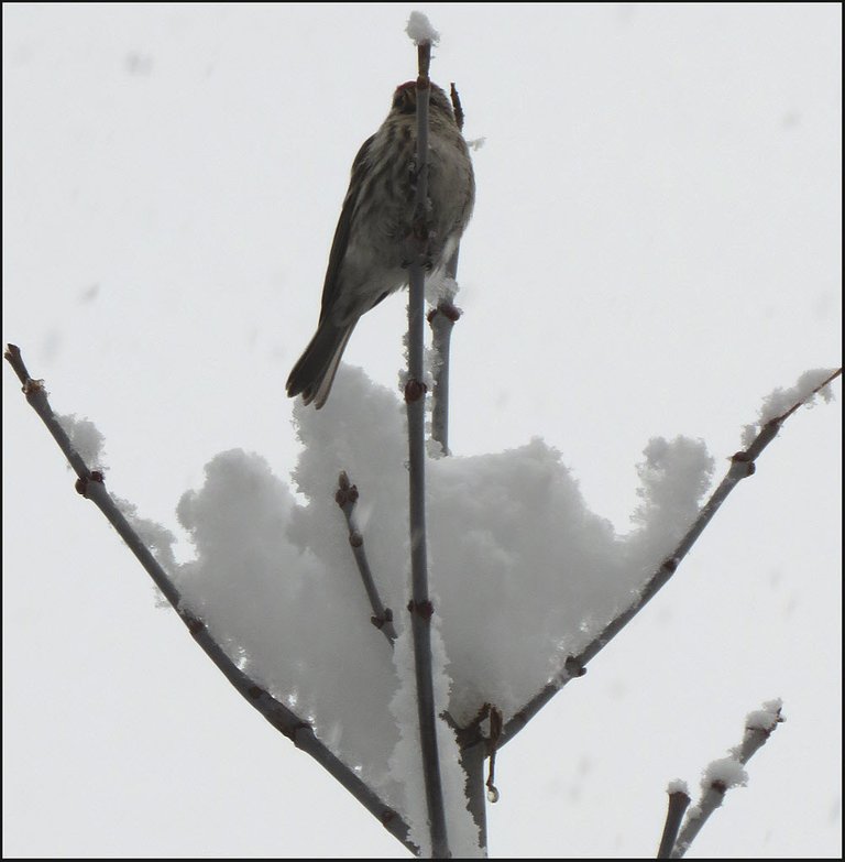 redpoll on top of snowy maple treetop.JPG