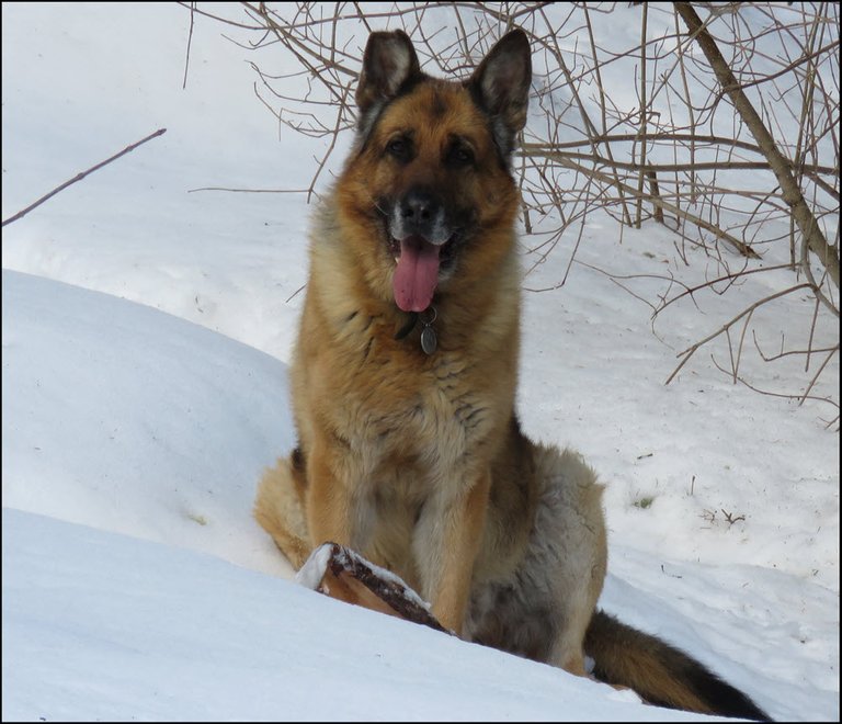 Bruno sitting in the snow smiling.JPG