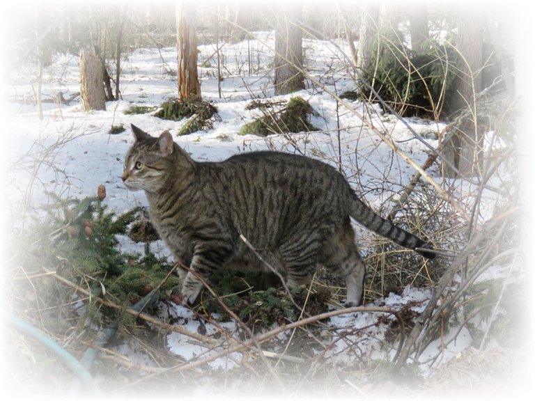 JJ perky standing on spruce boughs in snow.JPG