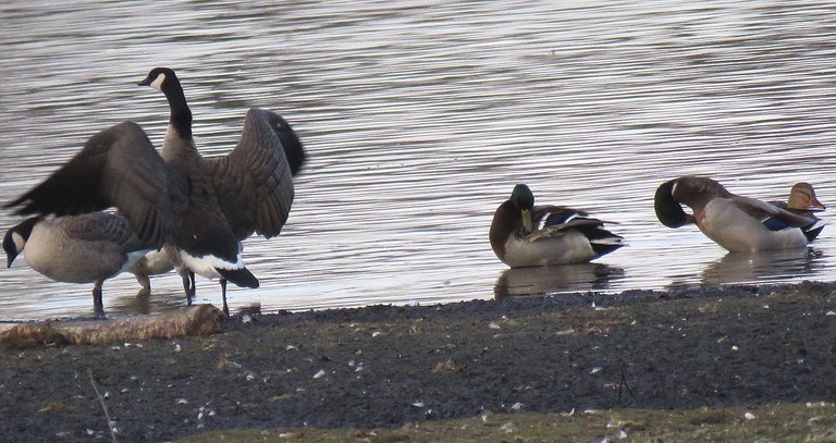 goose stretches wings mallard ducks grooming.JPG