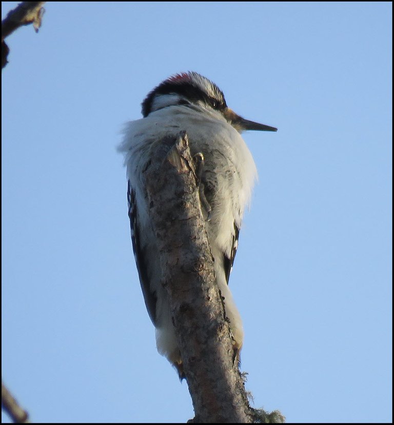 close up woodpecker on broken tree top.JPG