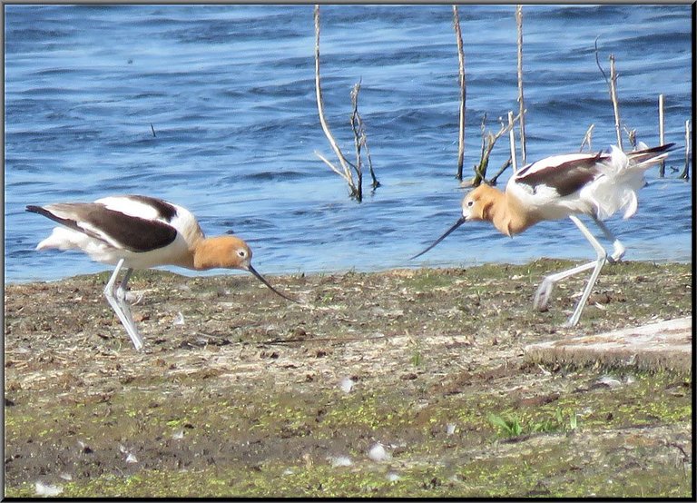pair long legged long billed shorebirds feeding on sandbar.JPG