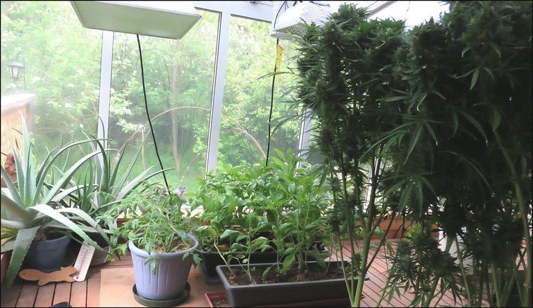 cannabis indoors with basil and aloe vera.JPG