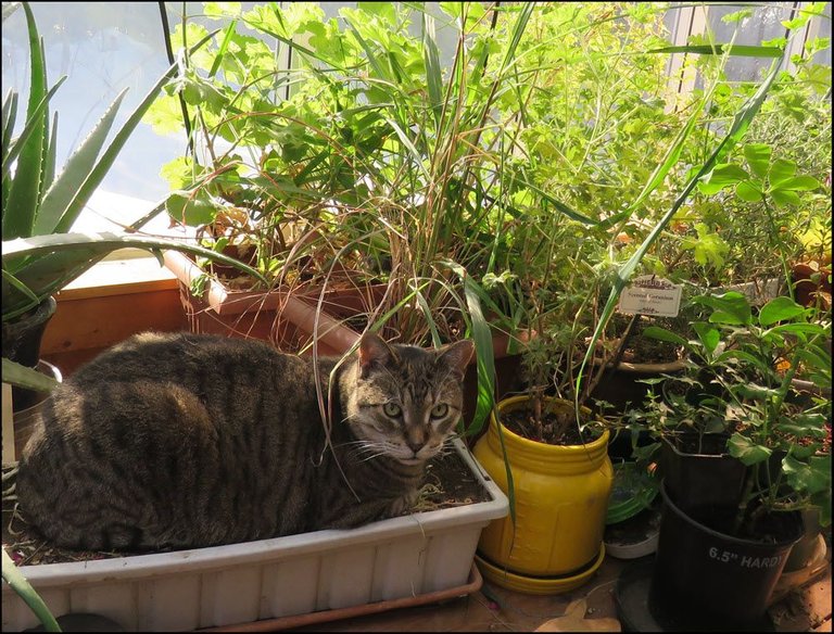JJ lying in pot by herbs and geraniums.JPG