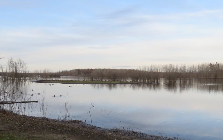 overview of pond with ducks and geese on it.JPG