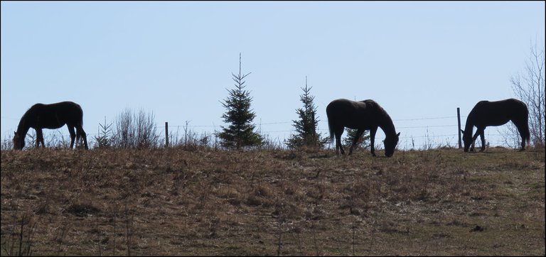 3 black horses grazing in field.JPG