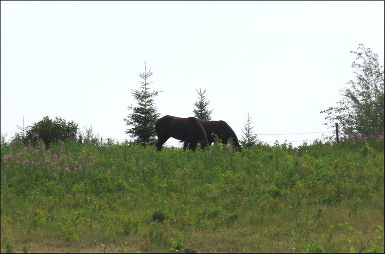 horse sisters grazing among fireweed.JPG