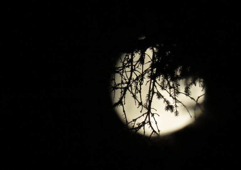 fine branches and spruce needles in front of full moon.JPG