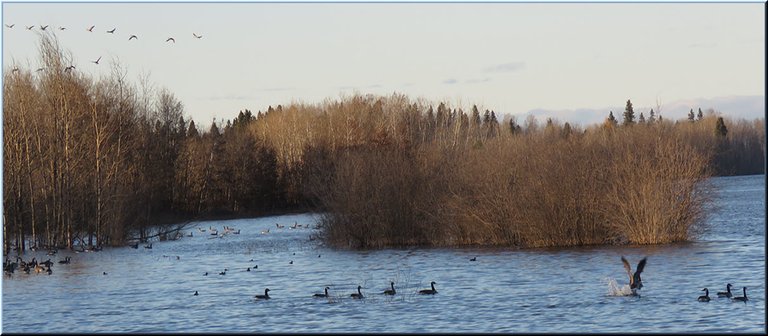 flock of geese flying over trees other ducks and geese on different sections of pond.JPG