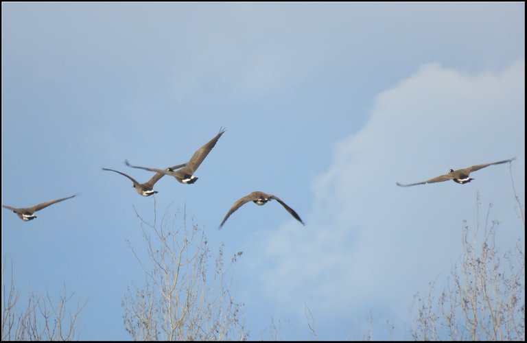 close up 5 Canada geese flying.JPG