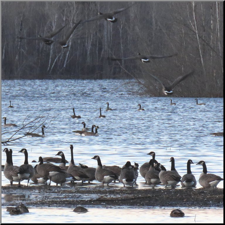 5 geese taking flight while another flock of Canada geese watch standing on sandbar.JPG