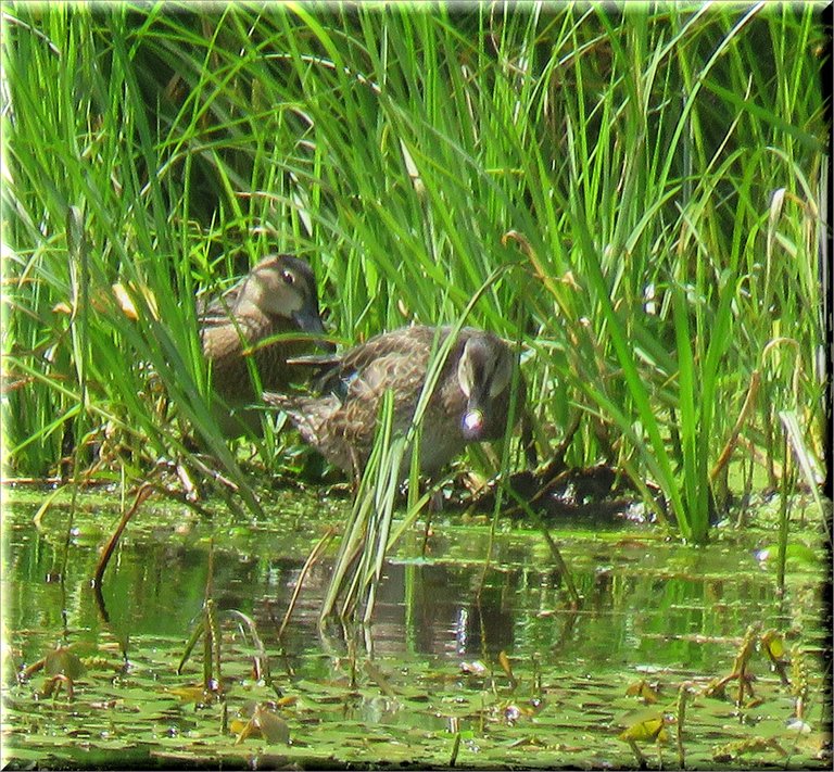 2 female bluewinged teal ducks resting on raised reed bed in the pond.JPG