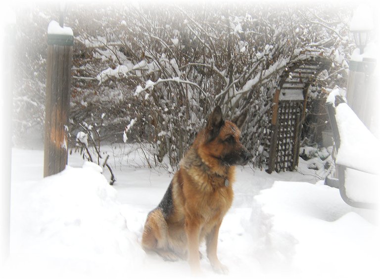 Bruno sitting handsom on snowy deck.JPG