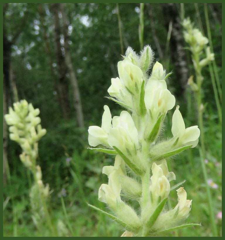 creamy white flower of locoweed.JPG