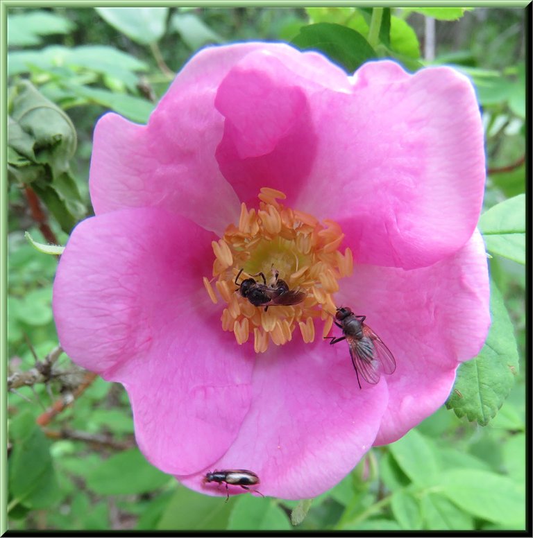 close up 3 little bugs on wild rose blossom.JPG