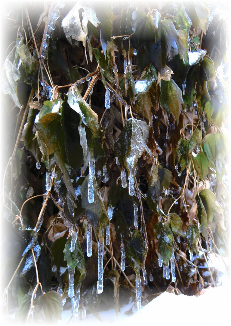 drippy freezing rain coats vine by door frosted.JPG