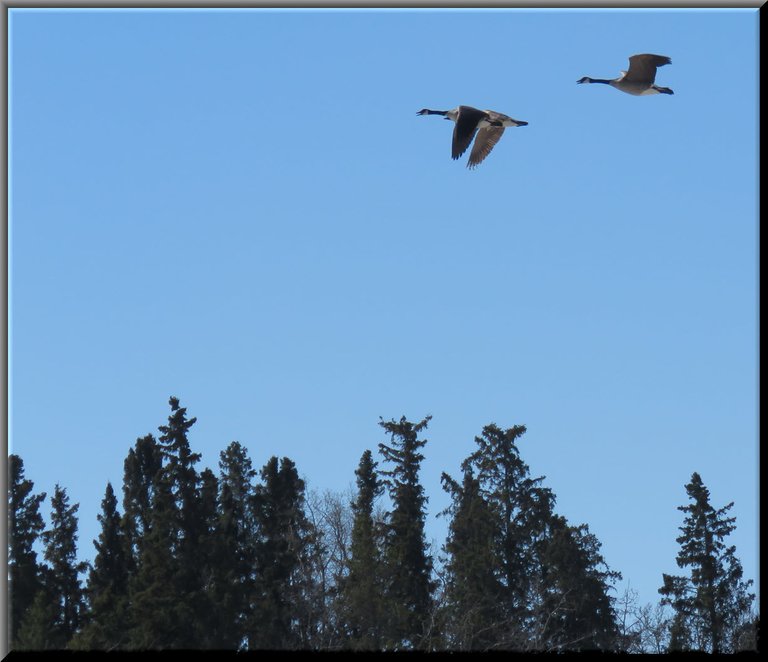 3 geese in flight over spruce trees blue skies.JPG
