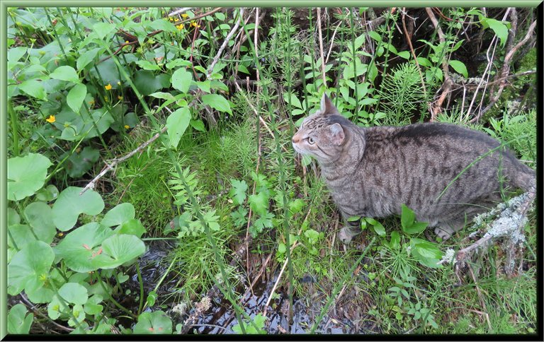 JJ exploring in water area with lots of woodland plants smelling horsetail.JPG
