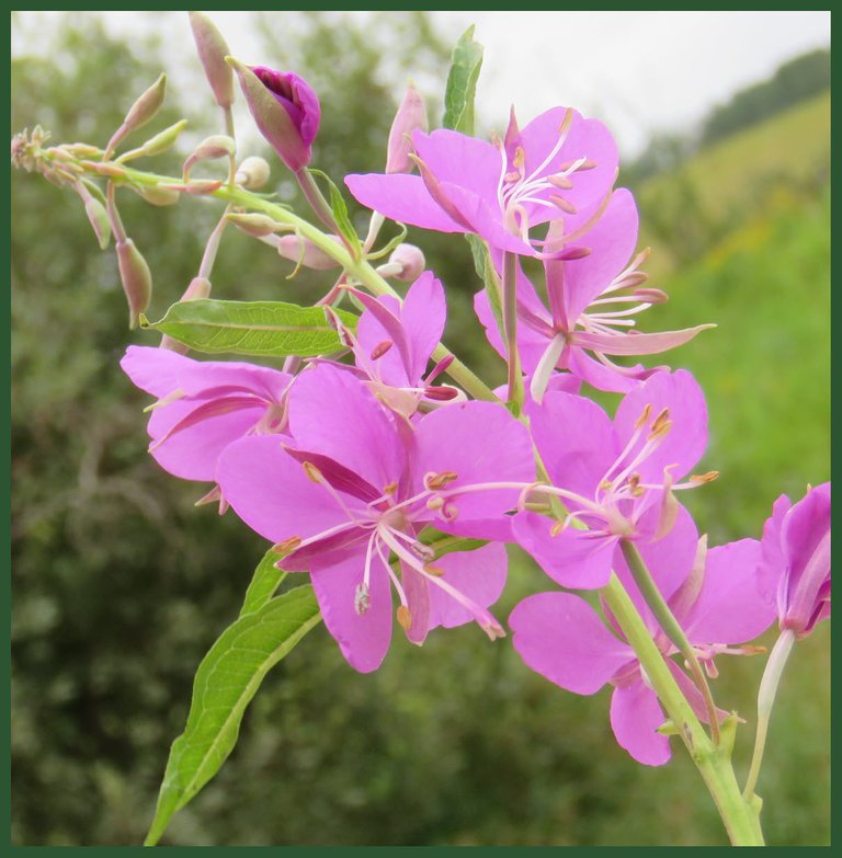 close up fireweed flowers.JPG