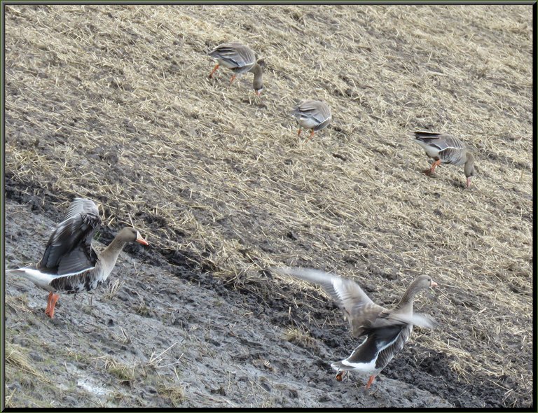 2 speckle belly geese stretch wings before going off to join 3 others feeding in field.JPG