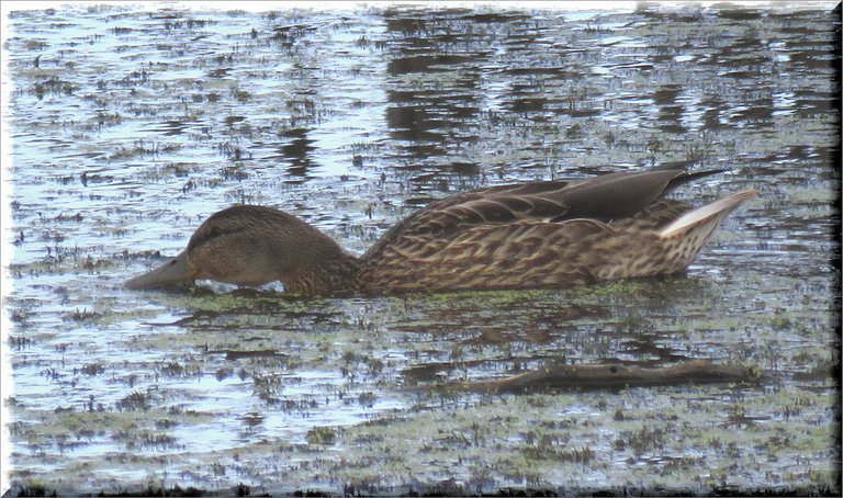 teal duck skimming water while swimming through the weeds.JPG