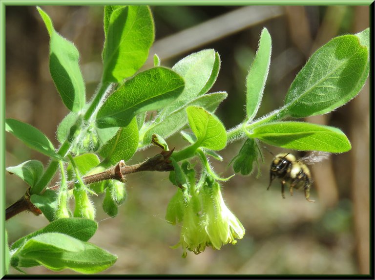 bee flying towards haskap blossoms close up.JPG